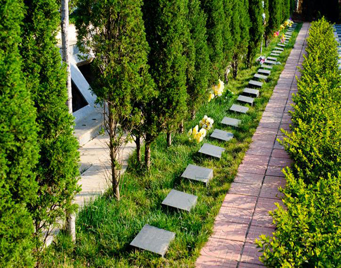 墓地种什么花草最好